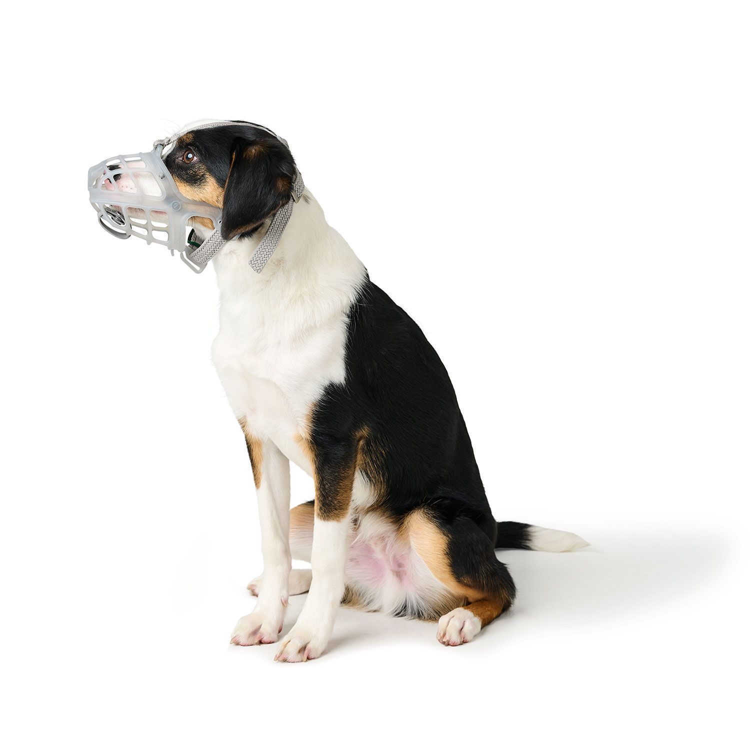 HUNTER Albury munkorg, transparent - flera olika storlekar - 2