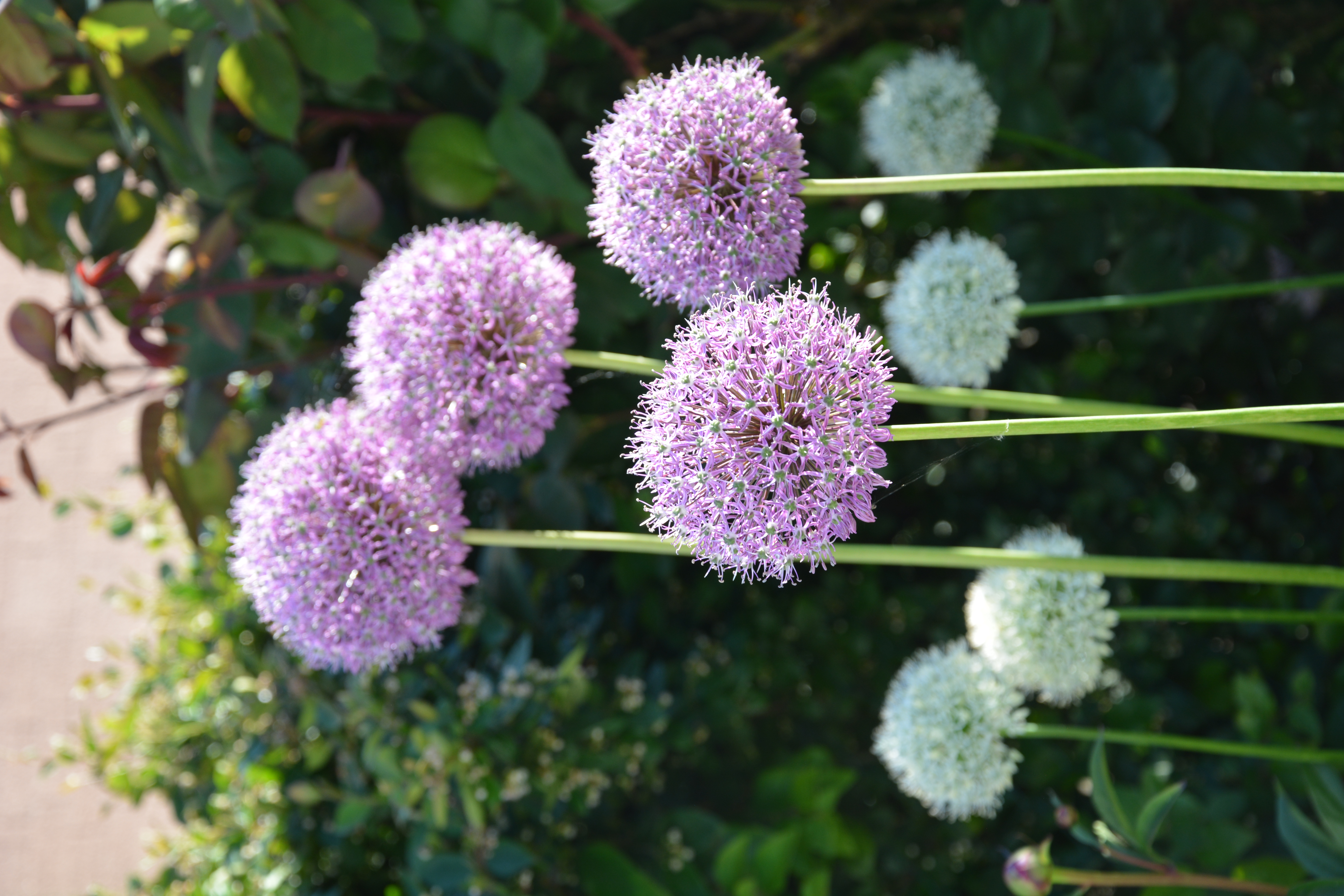 15 st ALLIUM MIX lökar 80 cm vit / lila