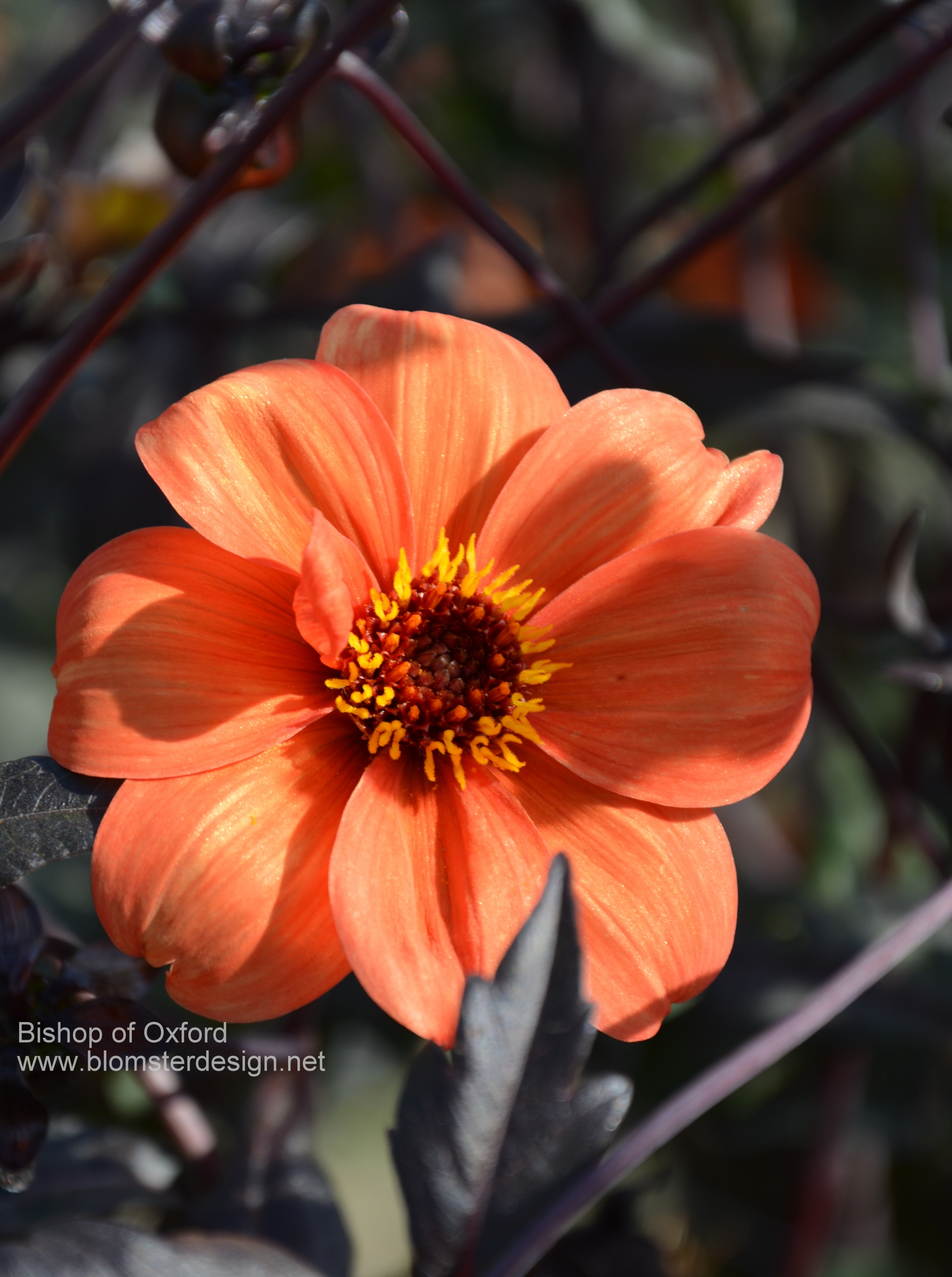 Dahlia Bishop of Oxford - Blomsterdesign i Landskrona