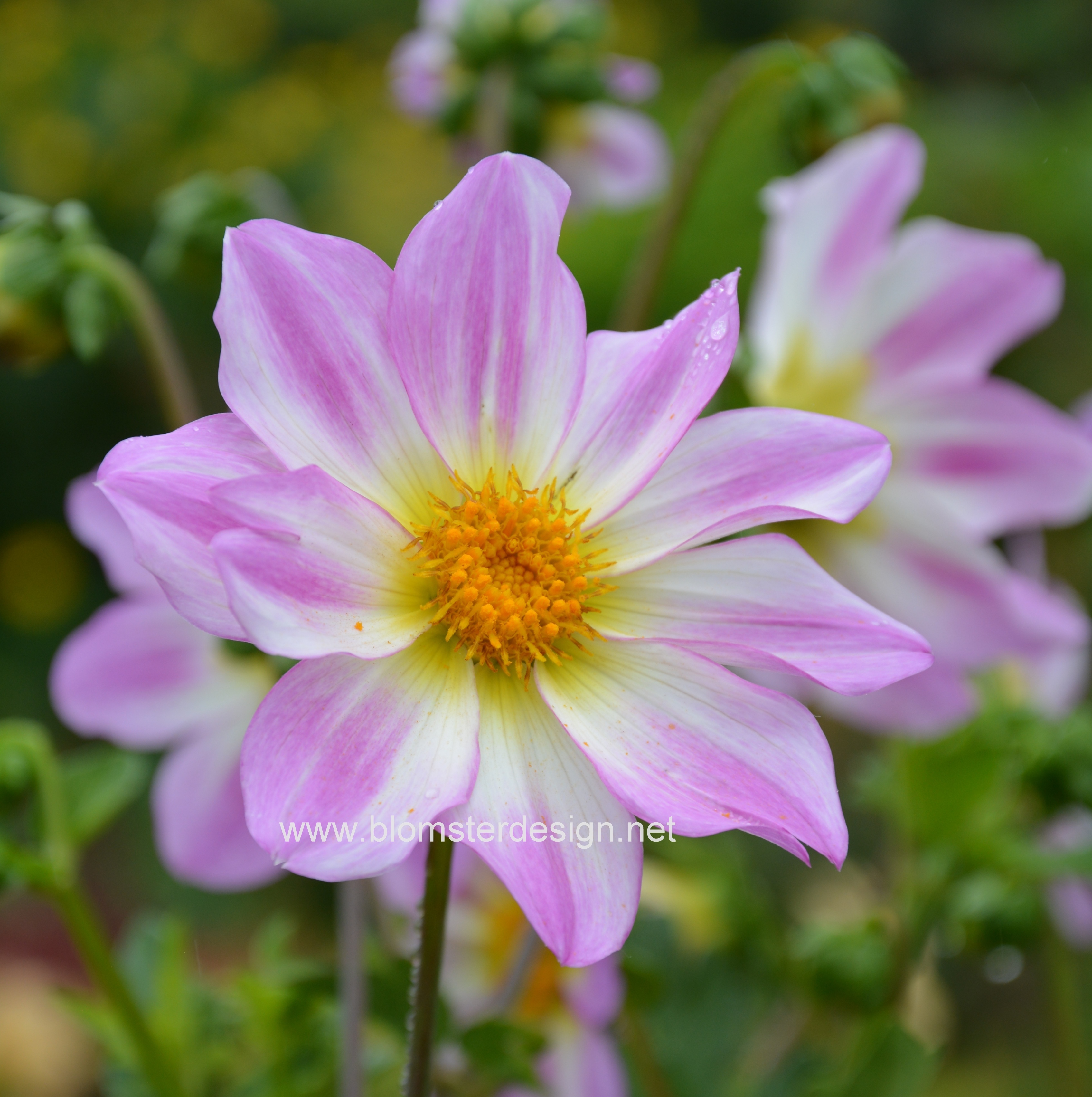 Dahlia Teesbrooke Audrey - Blomsterdesign i Landskrona