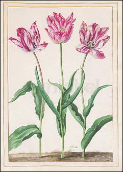 Three Tulips, Postcard
