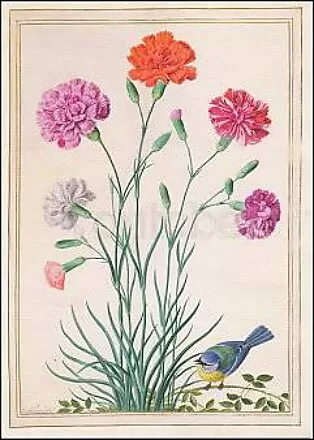 Carnation and Bluetit, Postcard
