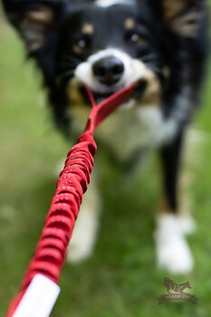 Bungee Handle