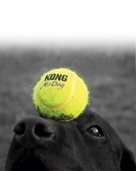 KONG AirDog SqueakAir Ball 