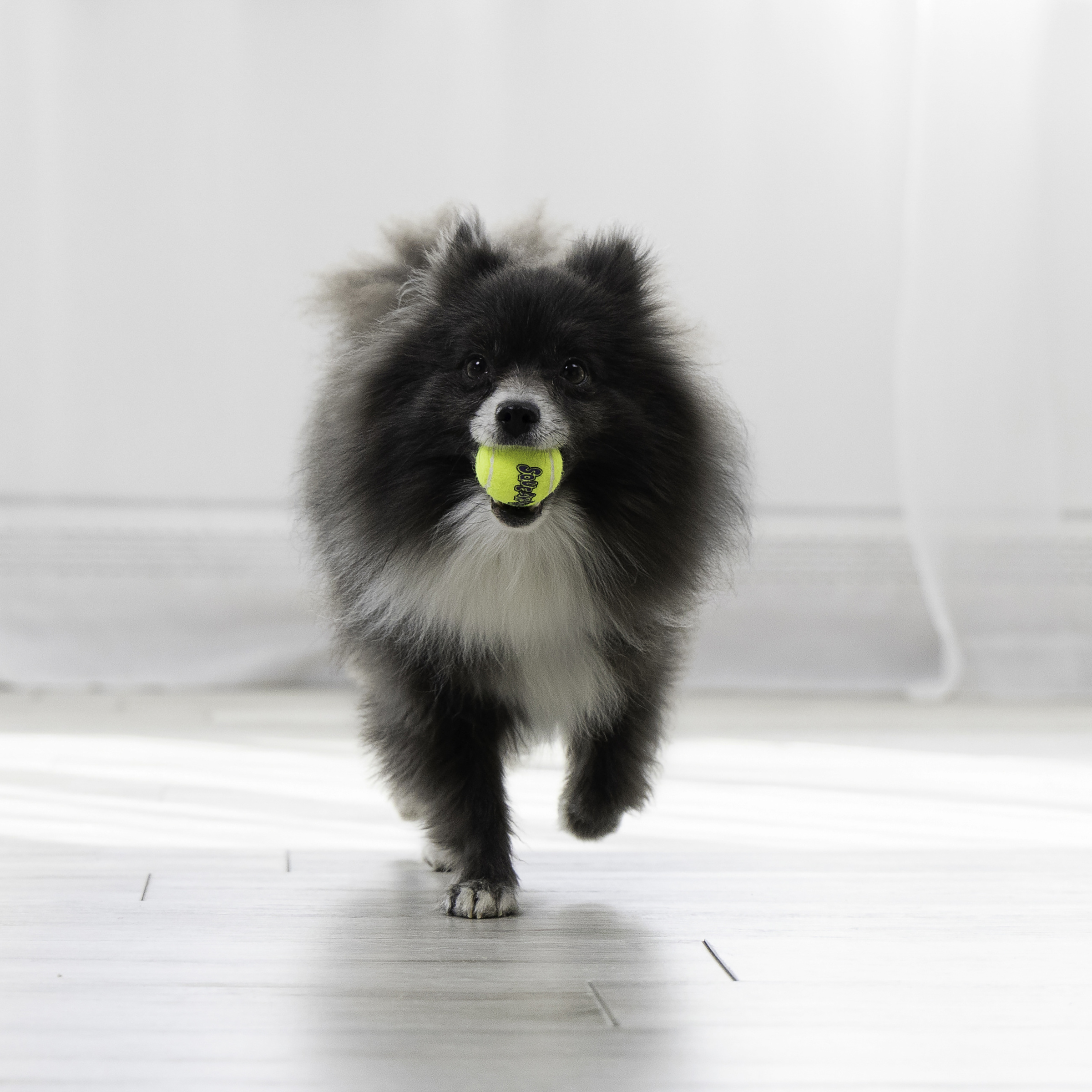 KONG AirDog SqueakAir Ball  - 2