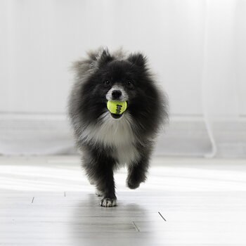 KONG AirDog SqueakAir Ball 