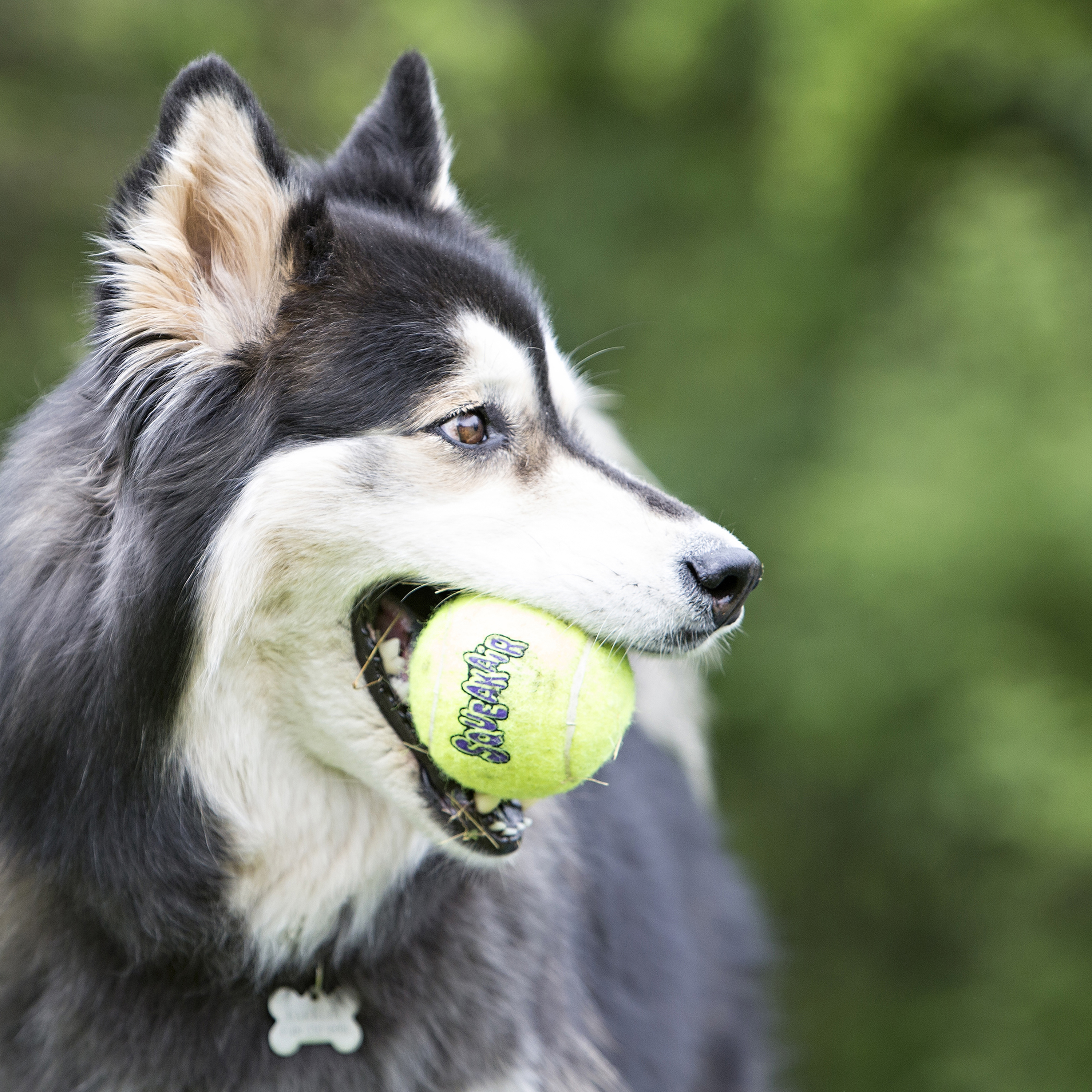 KONG AirDog SqueakAir Ball  - 3