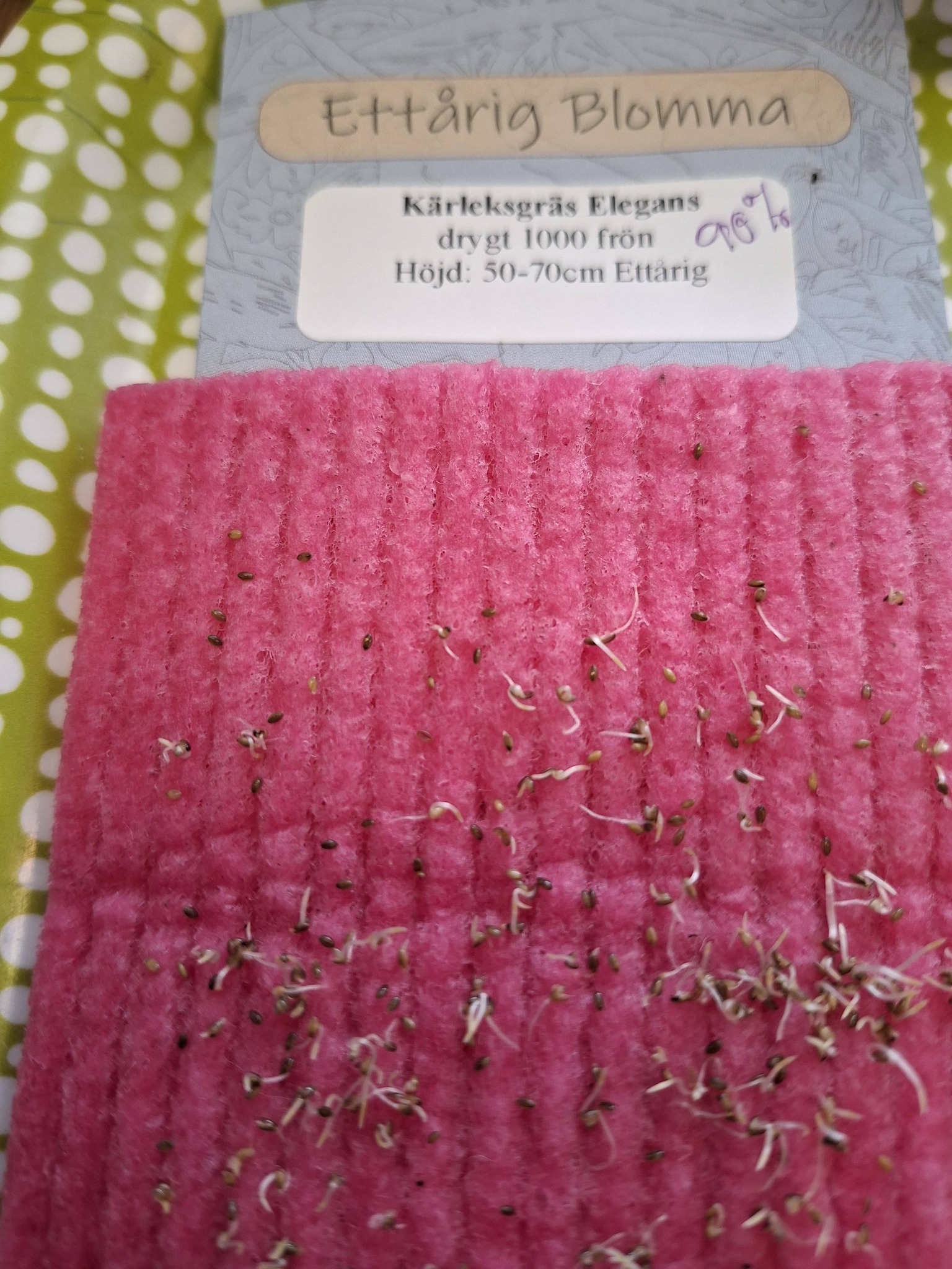 Kärleksgräs Elegans 200 frö - 2
