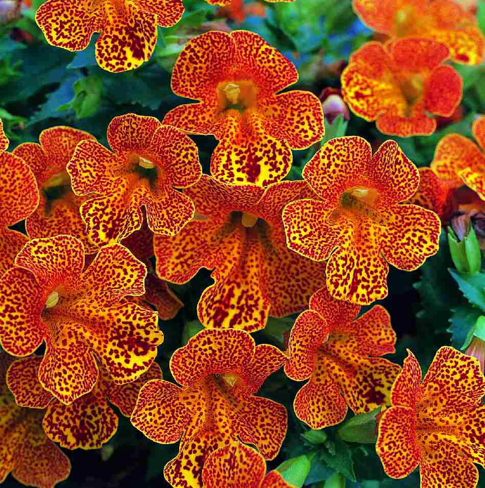 Gyckelblomma Magic Yellow Flame 15 frö F1