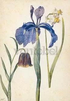 Iris, Narcissus, Fritillaria, Postcard