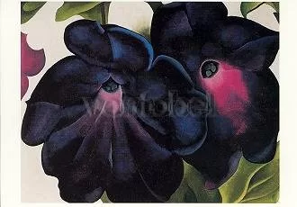Black and Purple Petunias, Postcard