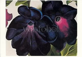 Black and Purple Petunias, Postcard