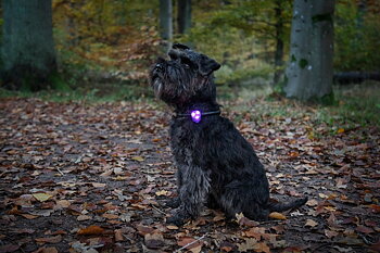 Dogman LED-Blinklampa i Silikon, Orange
