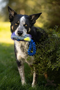 Bungee Pocket Treat Tug