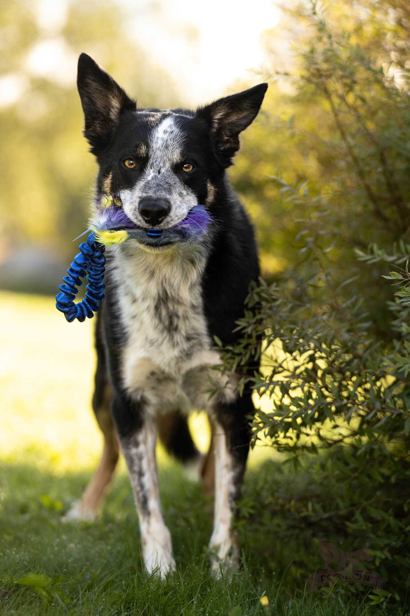 Bungee Pocket Treat Tug - 5