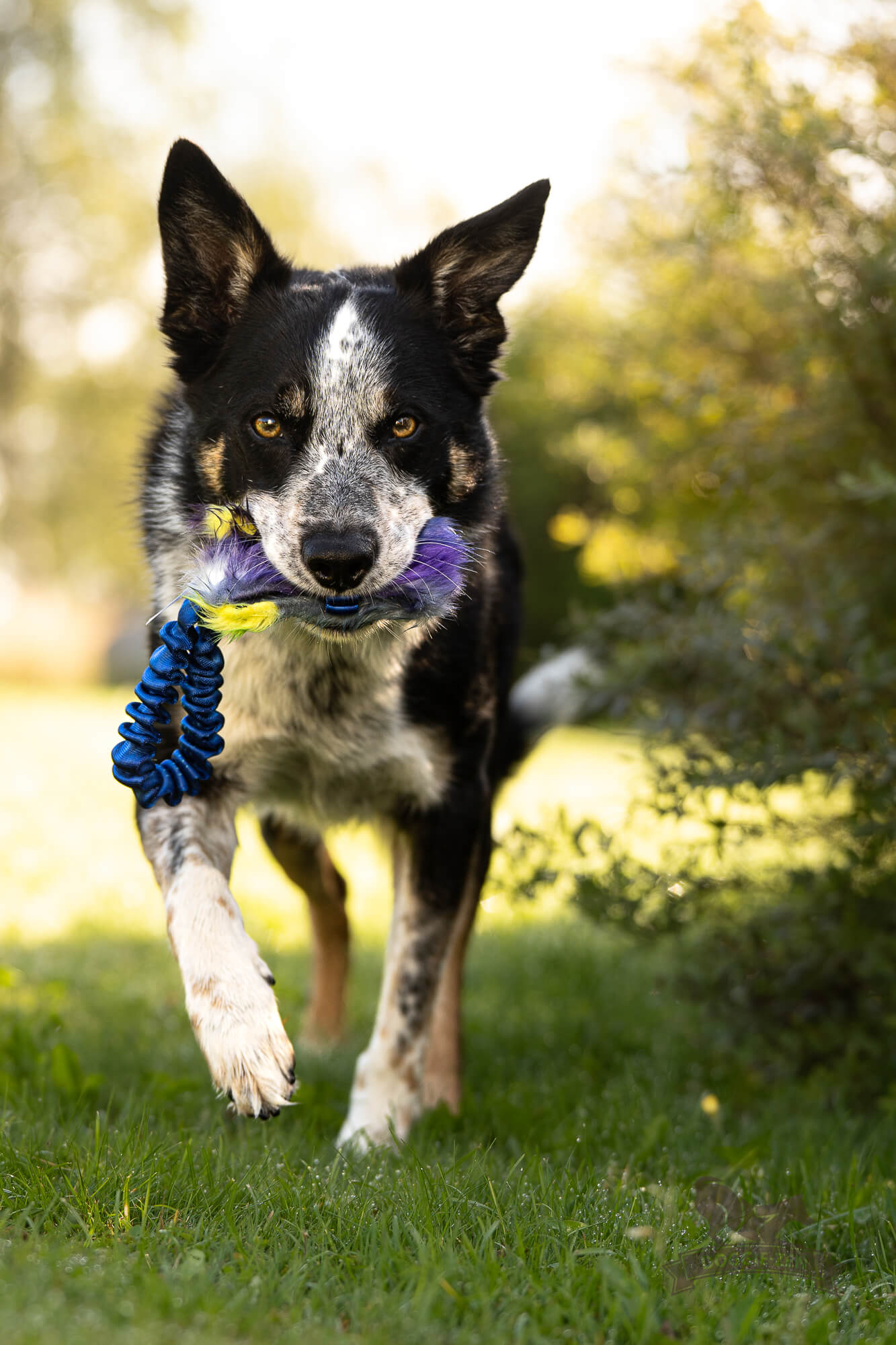 Bungee Pocket Treat Tug - 4