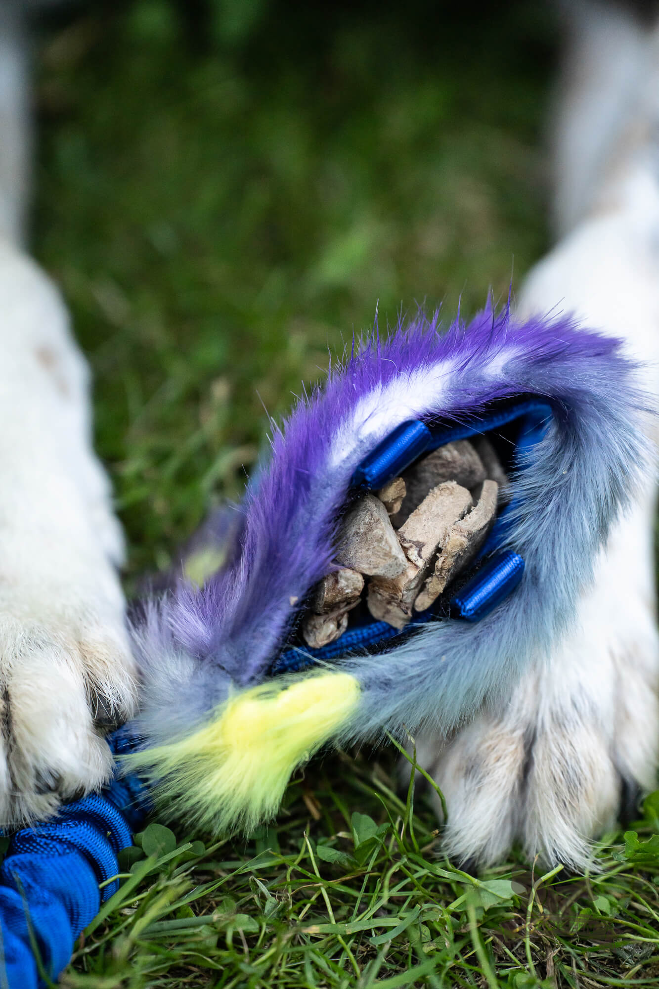 Bungee Pocket Treat Tug - 2