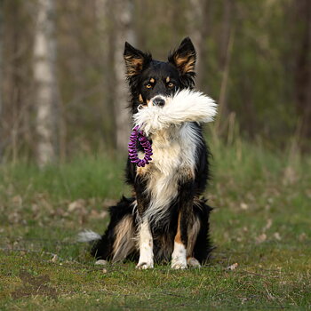 Bungee Pocket Sheepskin Tug