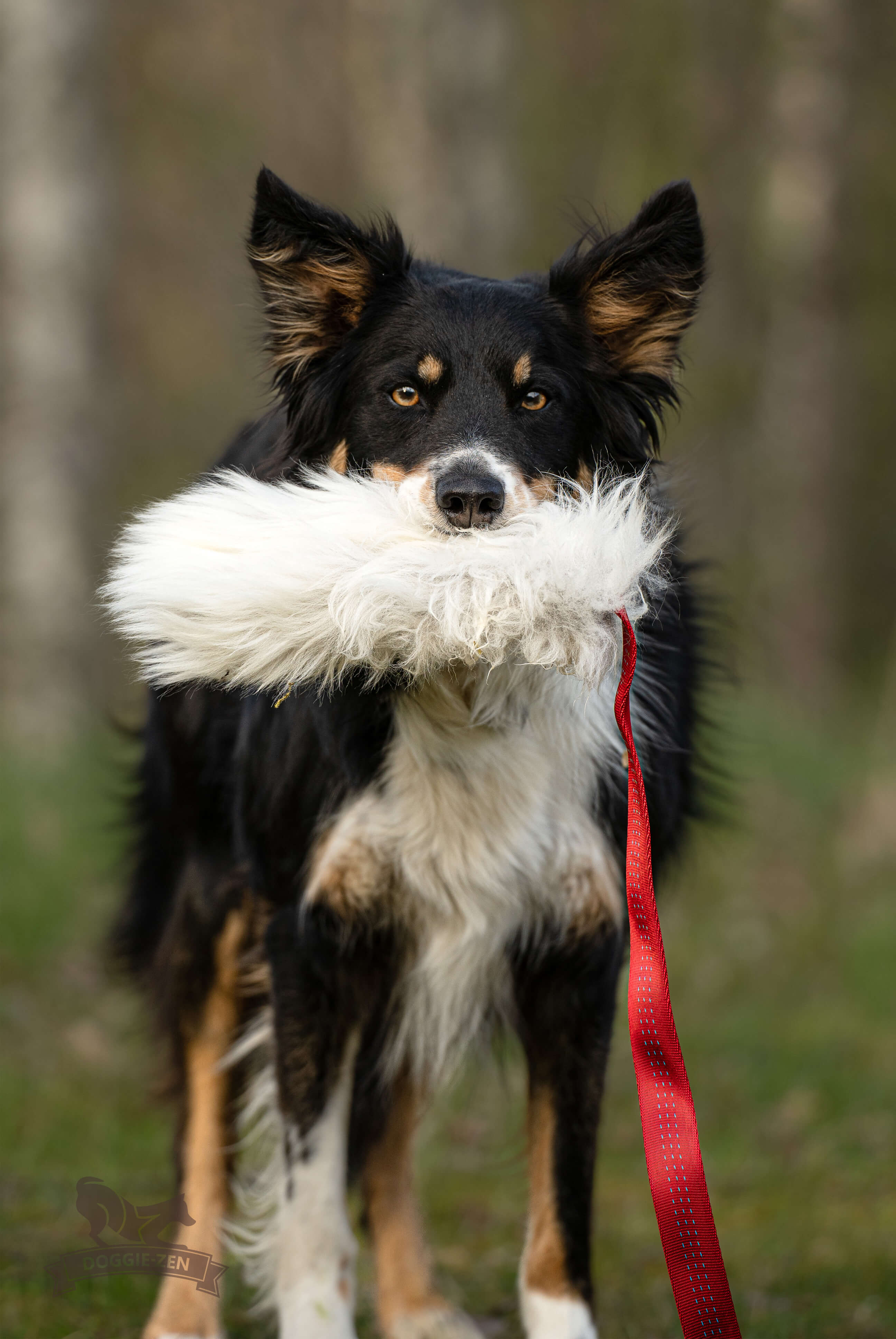 Elastisk fårskinnsjagarkampis L - 5