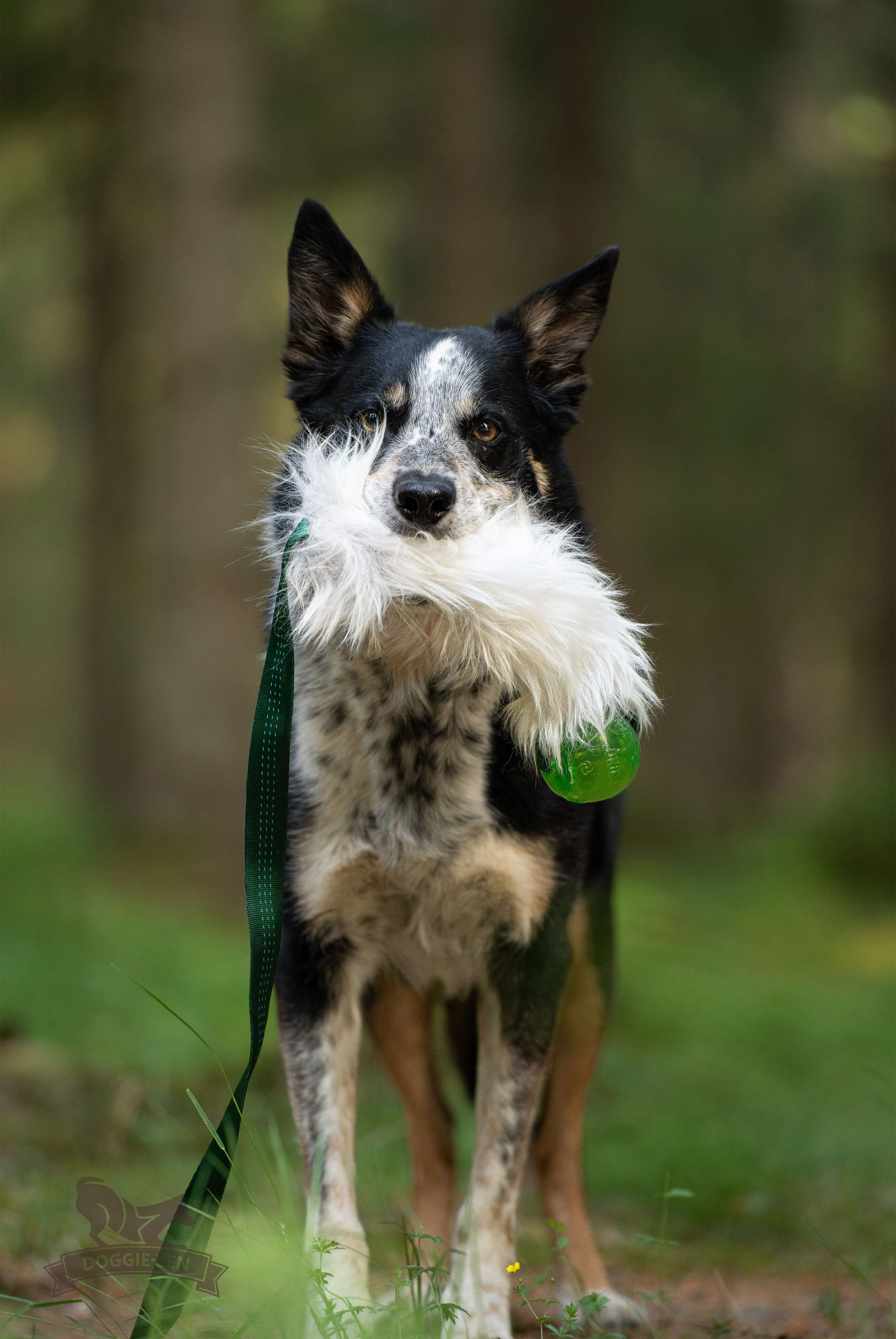 Bungee Sheepskin Chaser Tug L with KONG Squeezz Ball - 5