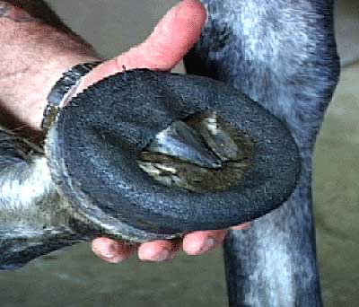Perfect Hoof Wear - 5