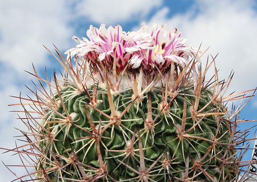 Stenocactus heteracanthus LX 221 (Pachuca, Hidalgo, Mex)