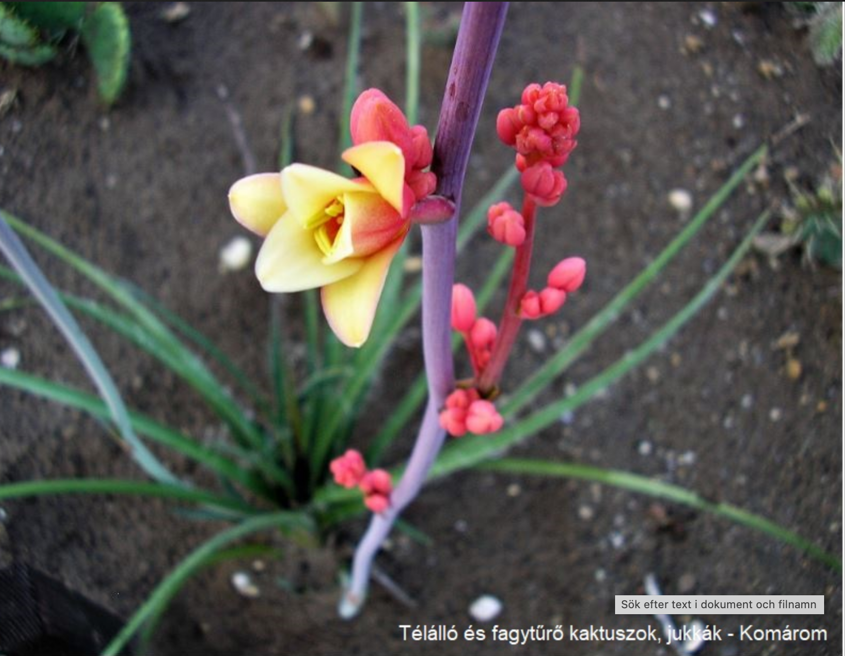 Hesperaloe parviflora - 2