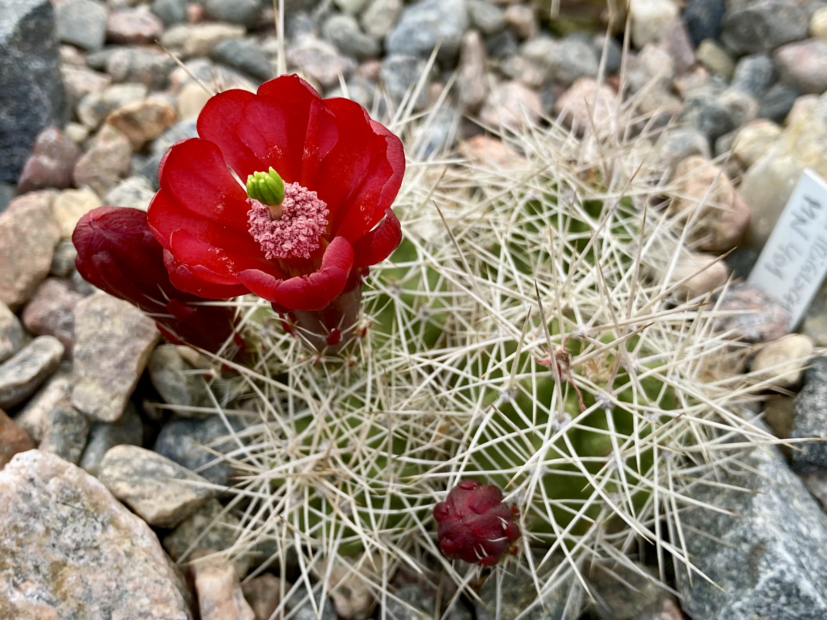 SuccSeed - Echinocereus mojavensis MN 401 (E. Glenwood, 1890m, Utah, USA)