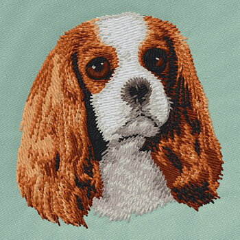 Cavalier King Charles Spaniel vitbrun
