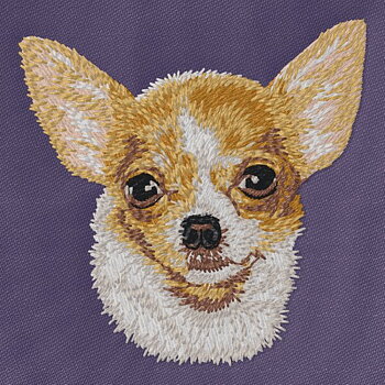 Chihuahua Smooth