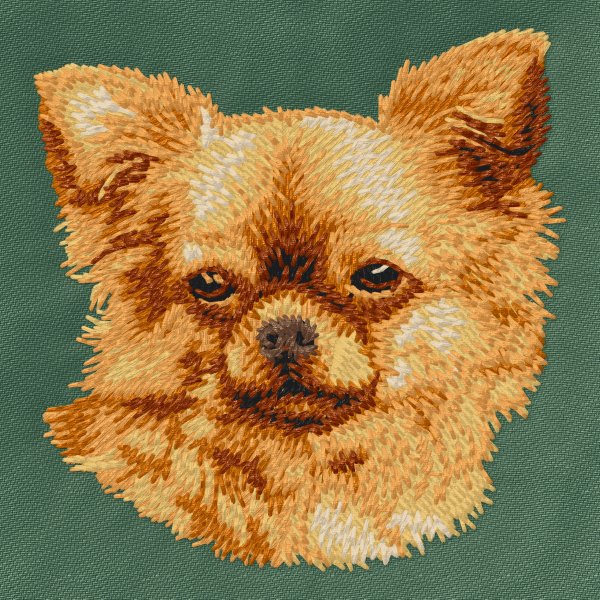 Chihuahua