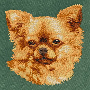 Chihuahua