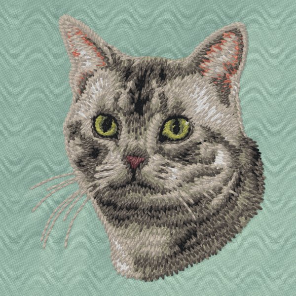 Katt grå