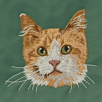 Katt Main Coon gul