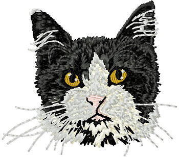 Katt Main Coon svart