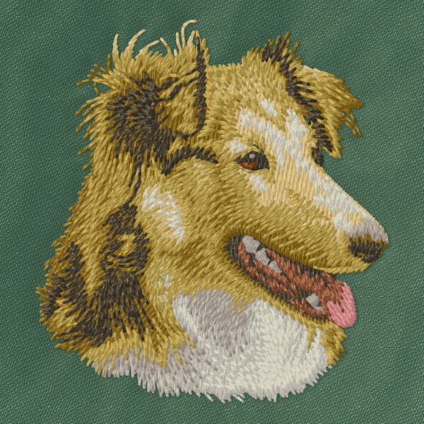 Shetland Sheepdog