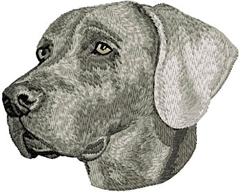 Weimaraner