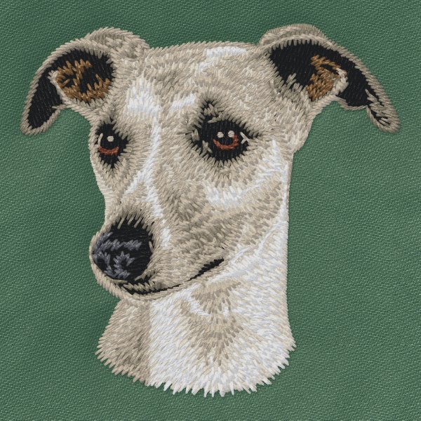 Whippet