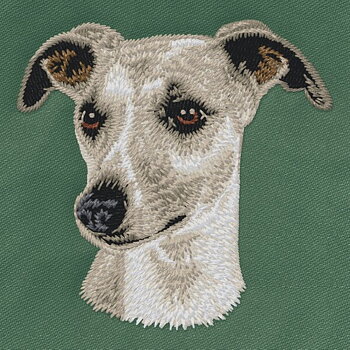 Whippet
