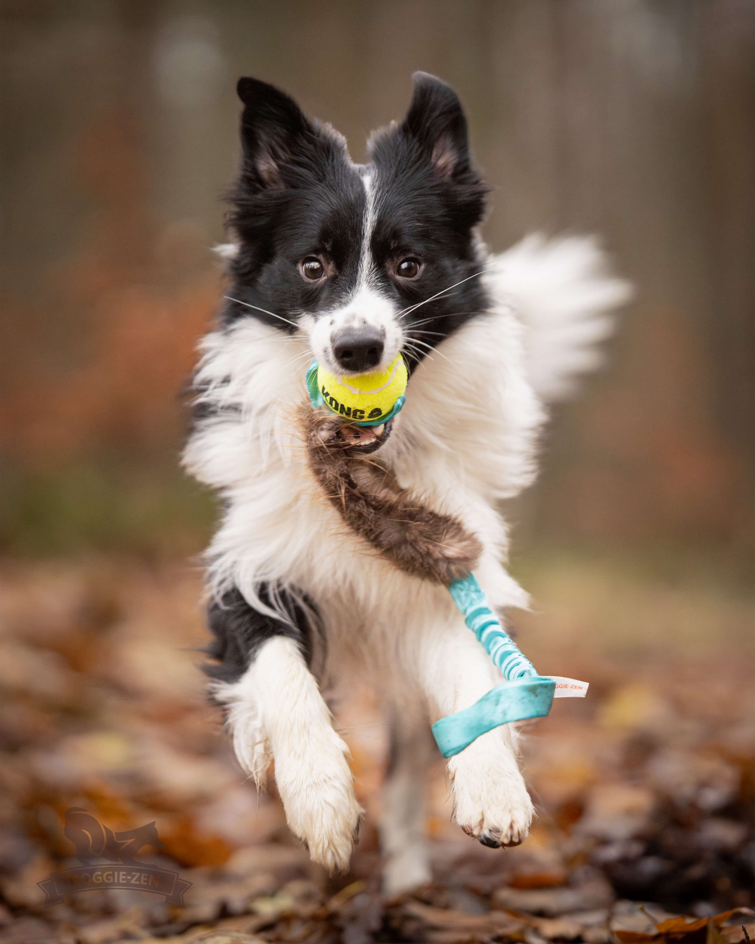 Bungee Beaver Tug L with KONG Air Squeaker Ball