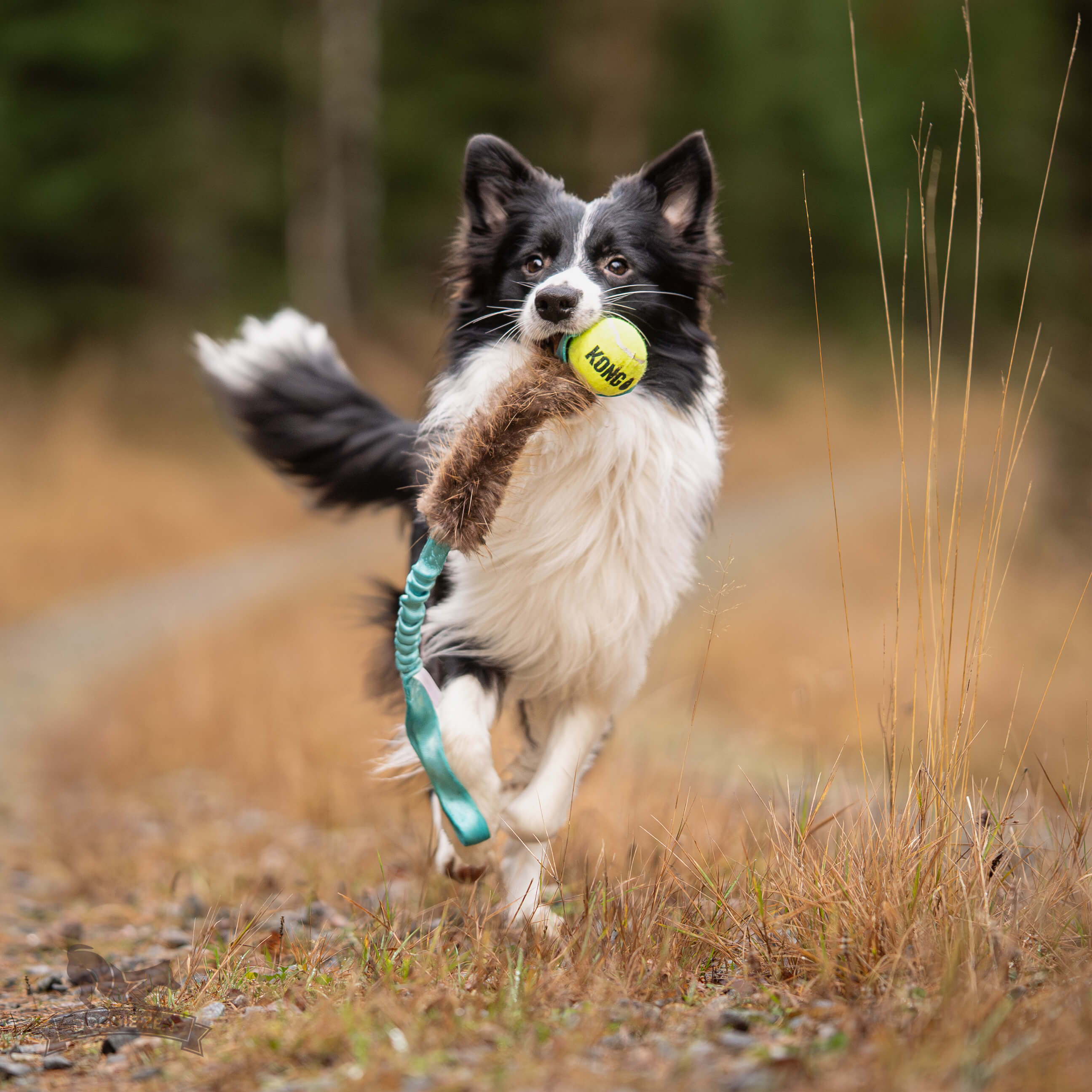 Bungee Beaver Tug L with KONG Air Squeaker Ball - 5