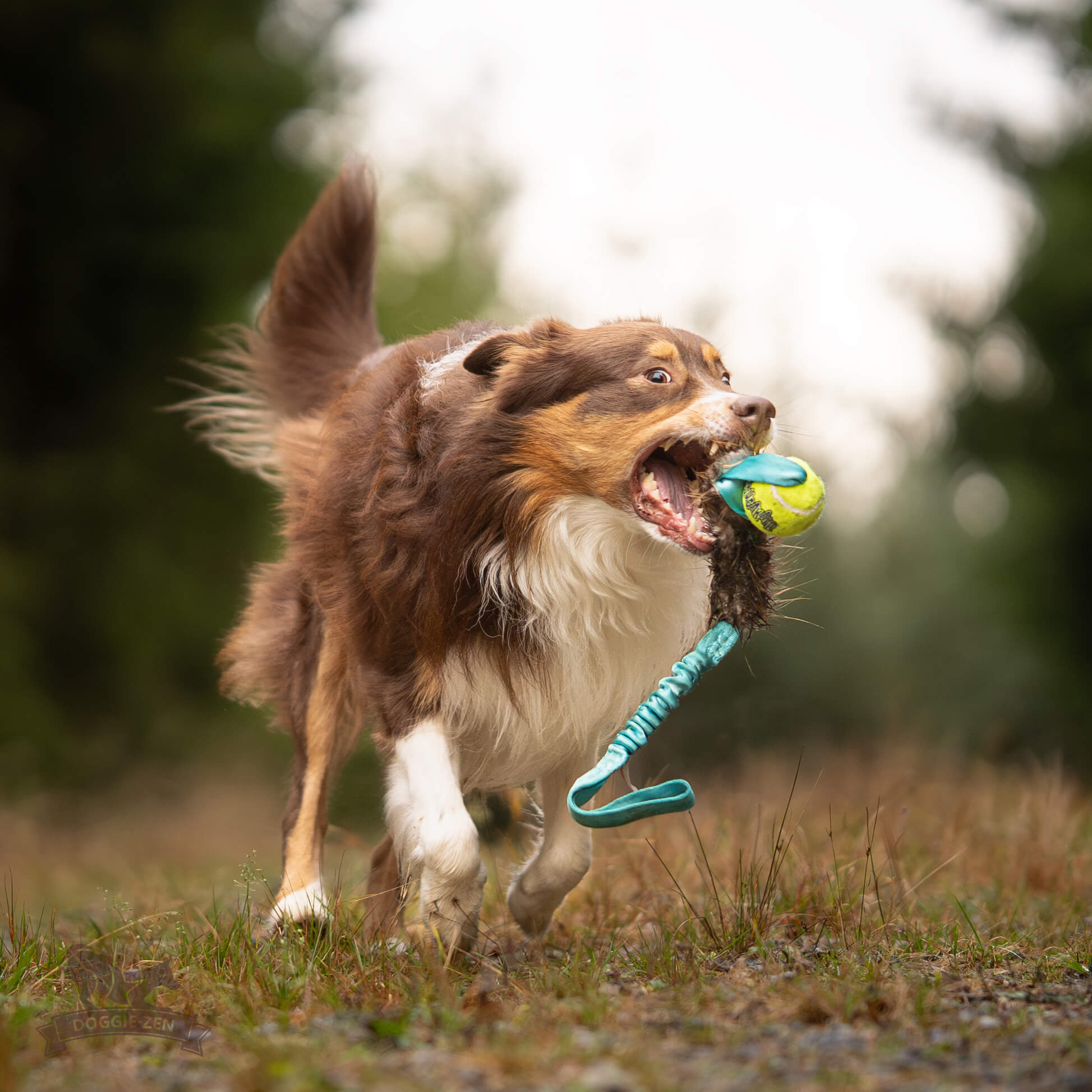 Bungee Beaver Tug L with KONG Air Squeaker Ball - 3