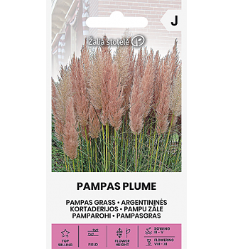 Argentinskt rosa Pampasgräs
