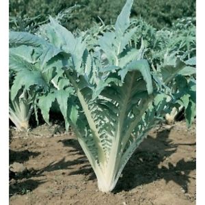 Kronärtskocka Cardo Bianco avorio (Cardoon)