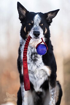 Bungee KONG Squeezz Ball Tug