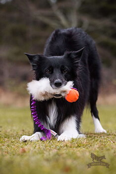 Bungee Sheepskin Tug L with Chuckit