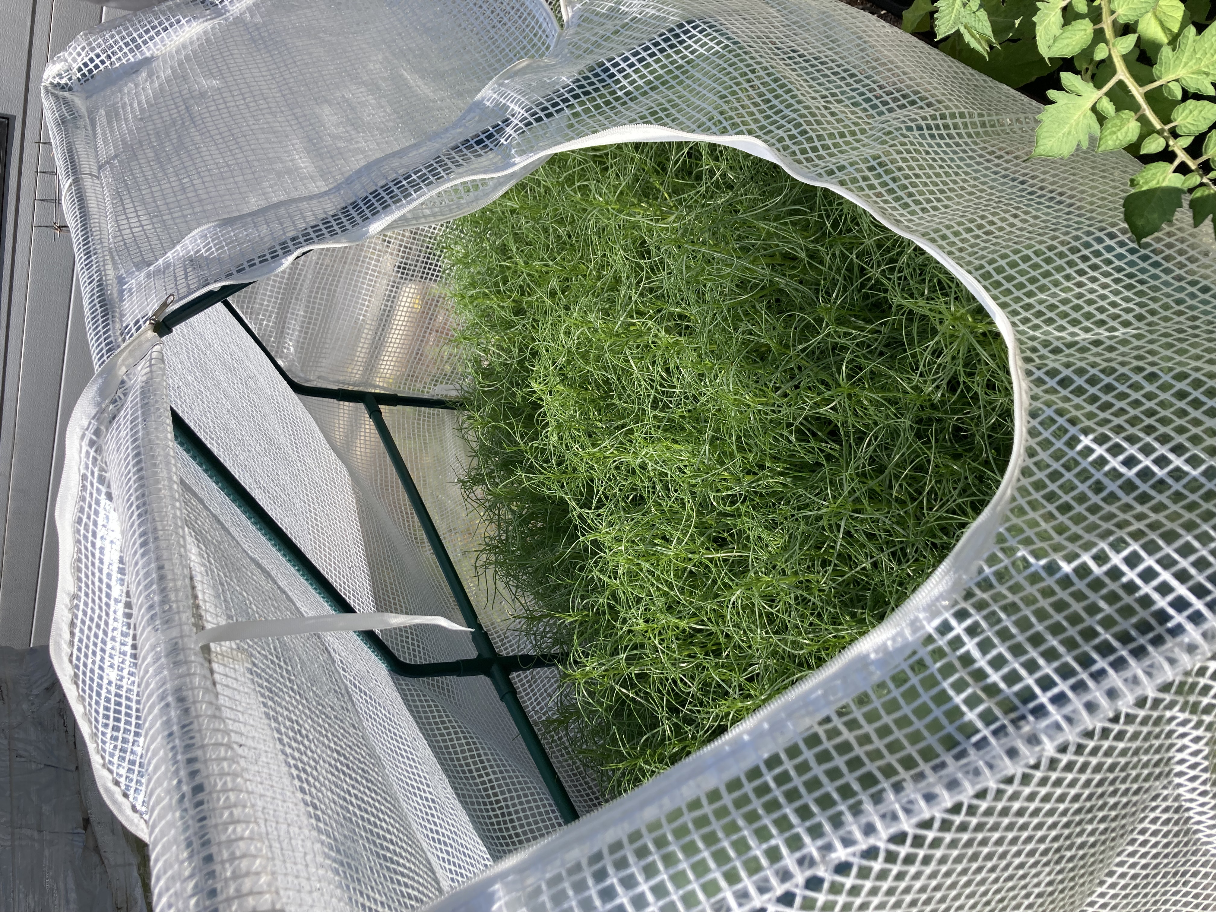Agretti, Italiensk sodaört, Roscano, Barba di Frate 40g - 9
