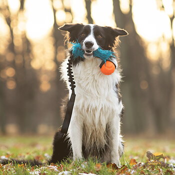 Bungee Fake Fur Tug L with Chuckit