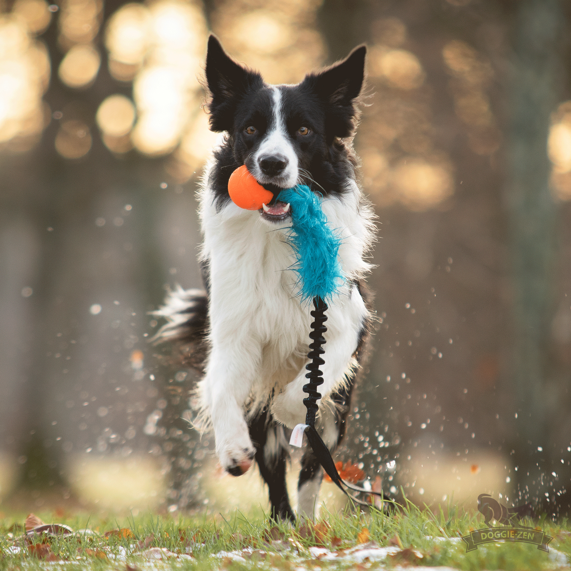 Bungee Fake Fur Tug L with Chuckit - 3