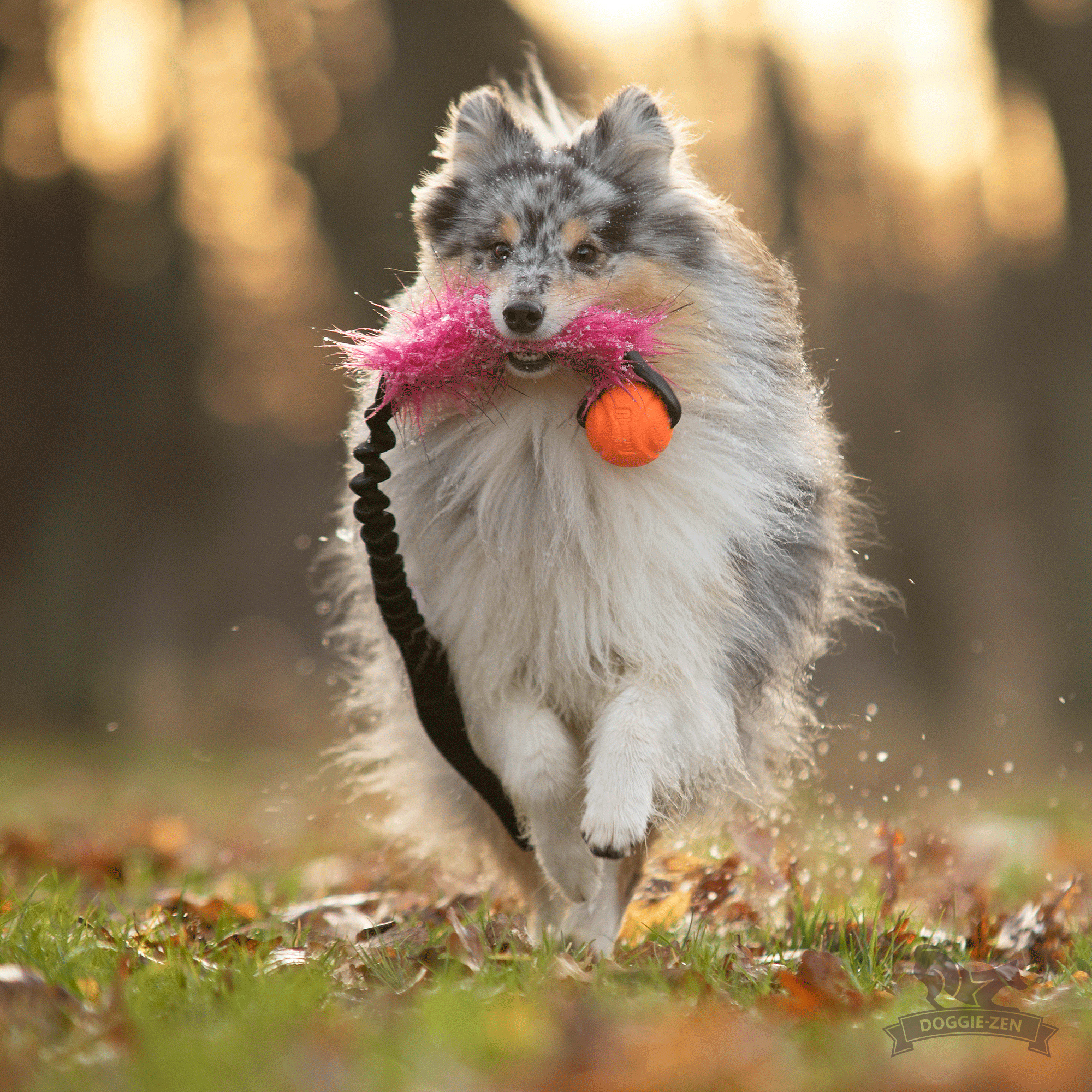 Bungee Fake Fur Tug L with Chuckit - 6